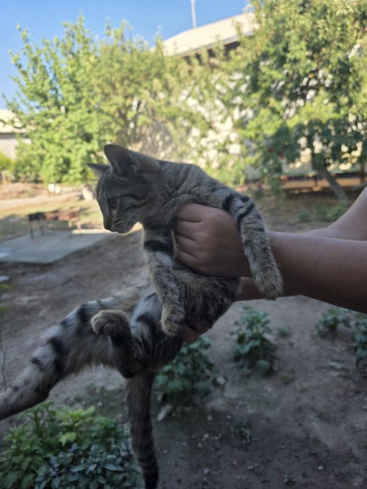 Savob uchun tekinga mushukchalar beriladi
Xorazm viloyati, Qoʻshkoʻ