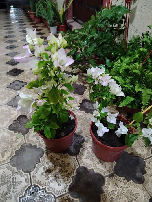 Комнатные цветы, растение, gullar, honaki gul