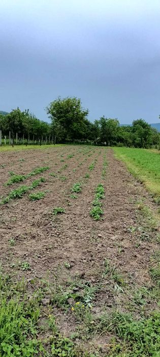 Casă de vânzare la țară – Căprioara, comuna Săvârșin, județul Arad
