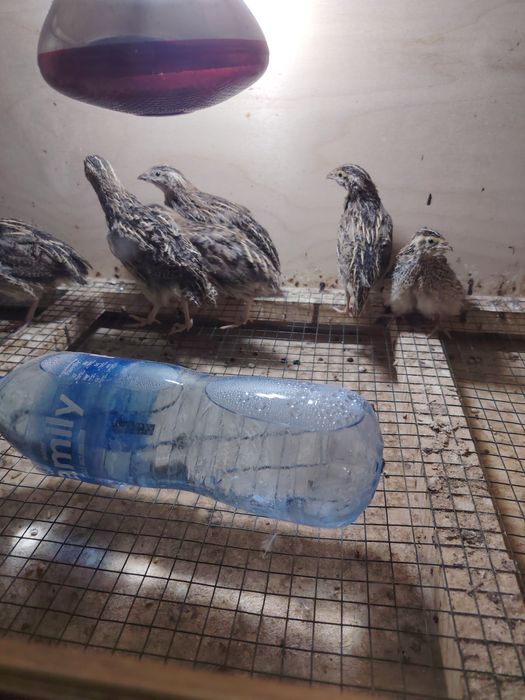 Bedana jo'jalari italiya