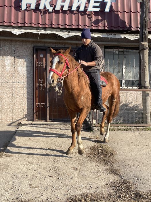 Продам лощадь 2,6 года