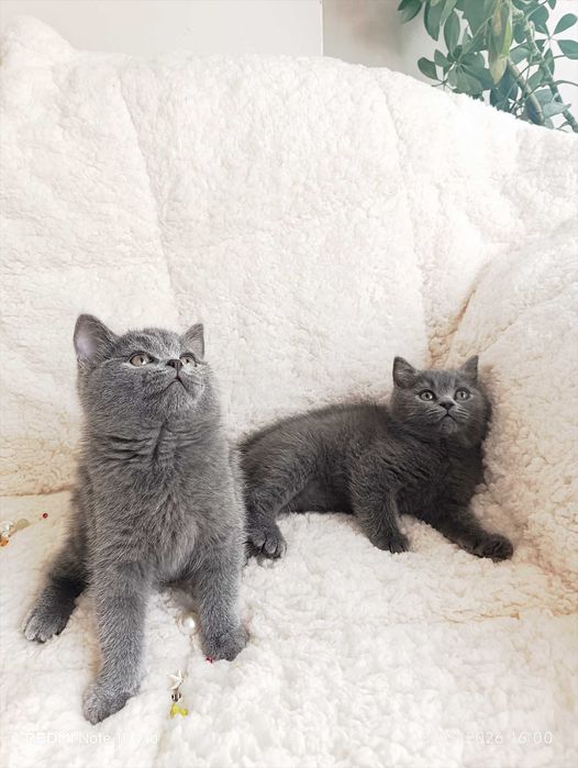 Британски късокосместа и шотлански клепоухи