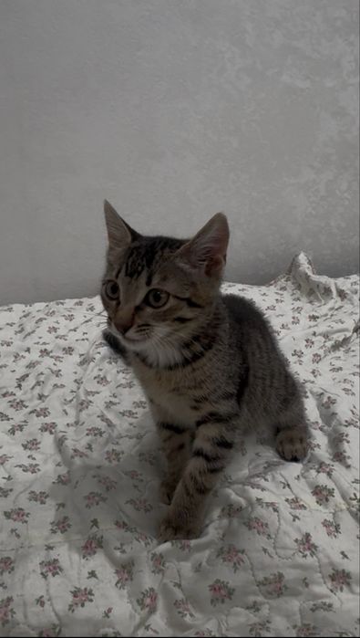 Мышелов котенок отдаем в добрые руки