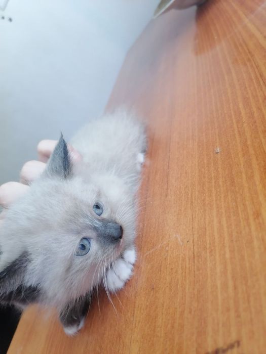 Замечательные котята бесплатно