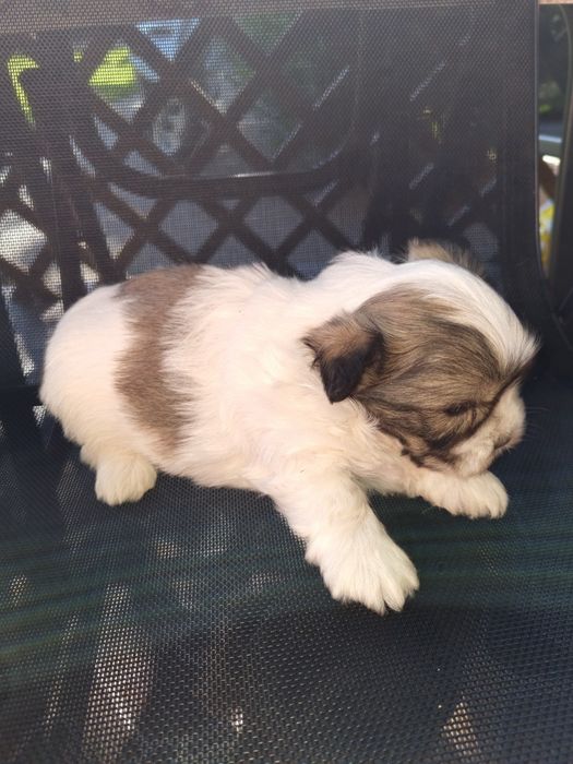 Catei shih tzu catelusi