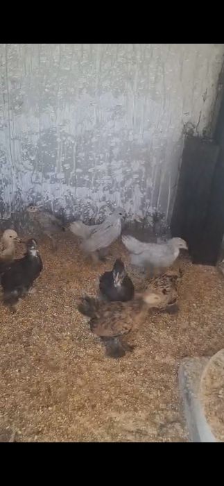 Pui mii de flori cocoși