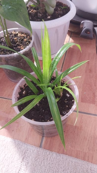 Продам комнатные цветы