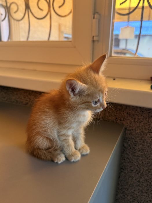 Котята Кошка Актобе В добрые руки