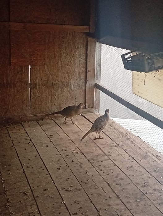 De vanzare fazani comuni