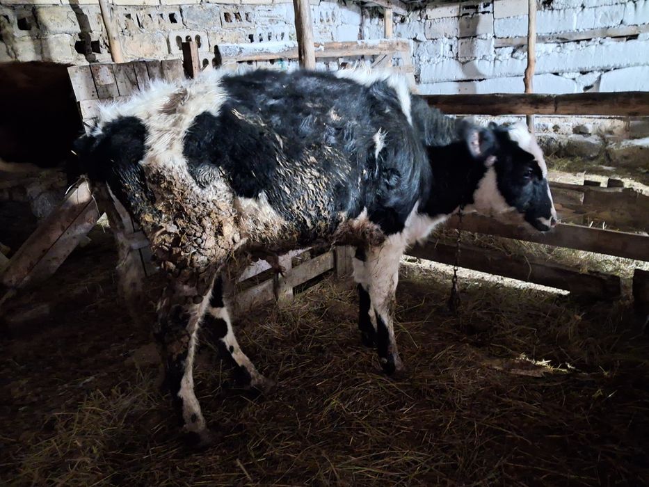 Продам крс  на развод