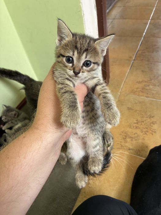 Шотландские котята остались 3 девочки