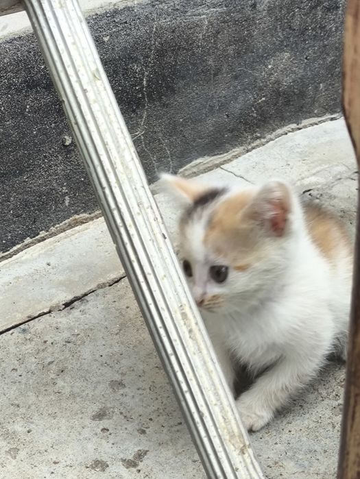 Отдам даром котят в добрые руки