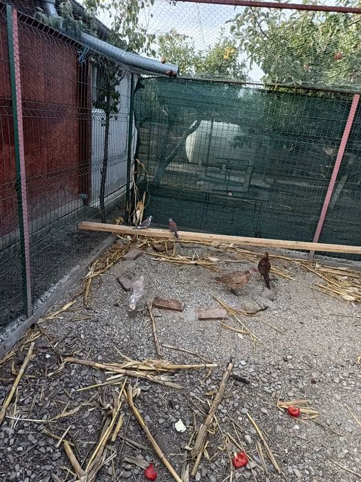 Fazani de vanzare auriu pe galben argintii