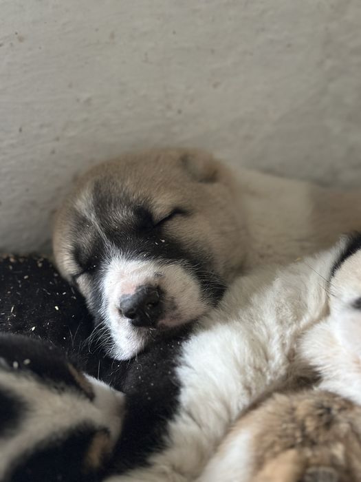 щенки алабая в продаже