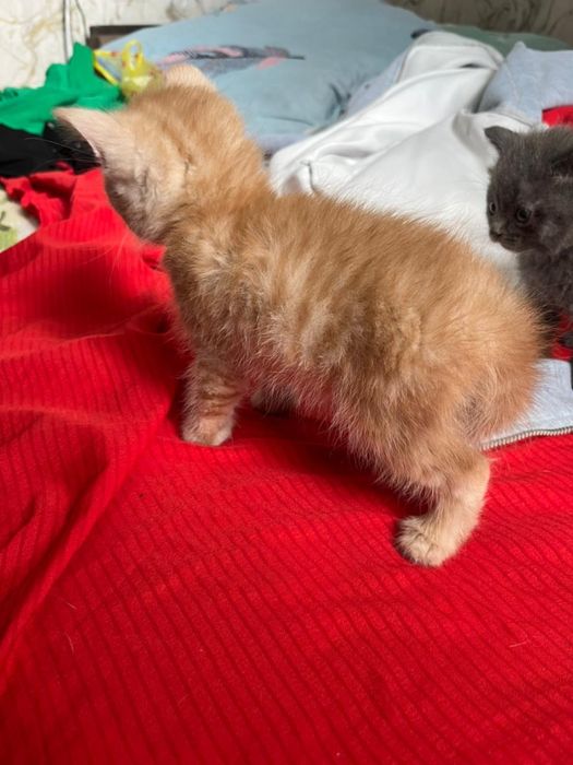 Продам котят британские