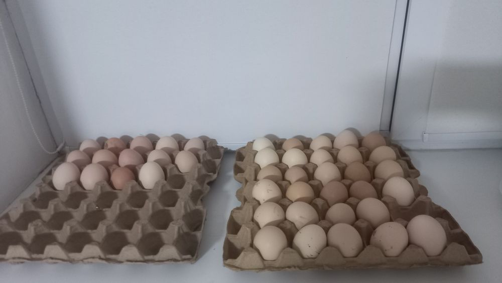 Яйцо на инкубацию