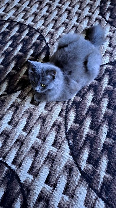 Zotdor mushuk+dastafka+latok