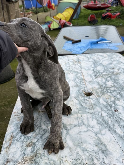 Страхотен подарък за Коледа тигровото момченце