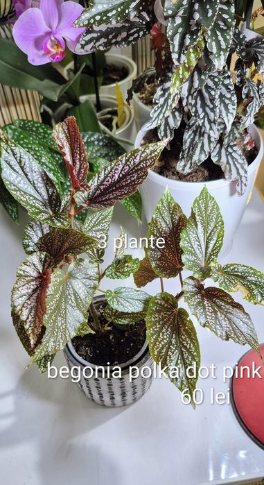 Syngonium, begonia, scindapsus , philodendron, thai, adansonii mint
