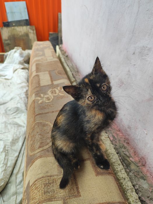 Отдам котят в хорошие руки