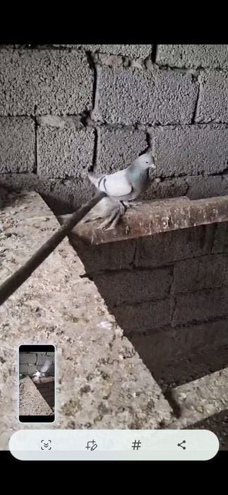 Голуби на продажу