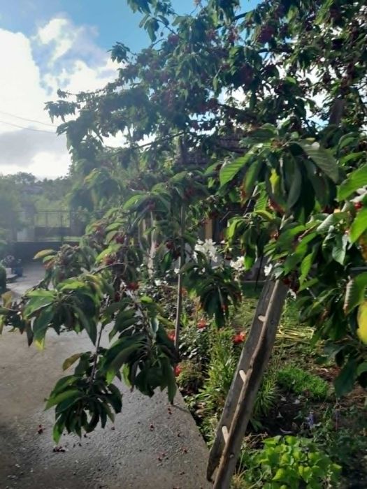Cireșe mari și dulci bio din grădină proprie - Sacueni, Bihor