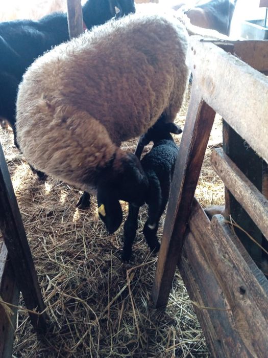 Țigaie sârbească și iezi anglonubieni