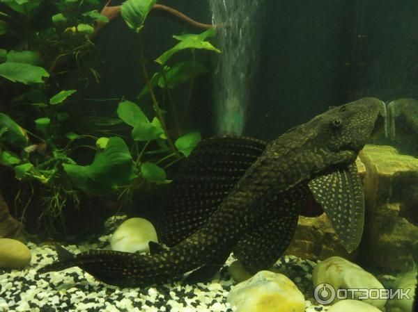 Птеригоплихт, плекостомус