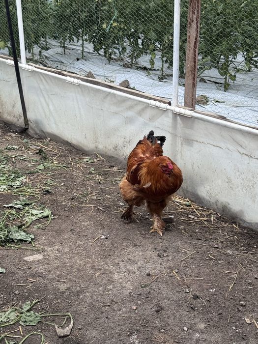 Cocosi motati de anul trecut.