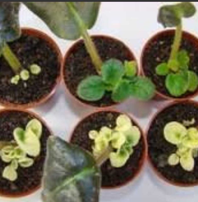 Фиалки от 250 тн и ввше