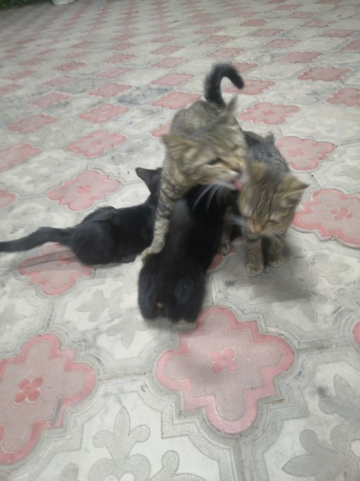 Котята, самостоятельные