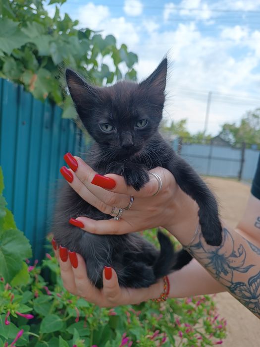 Отдадим котят даром в хорошие руки