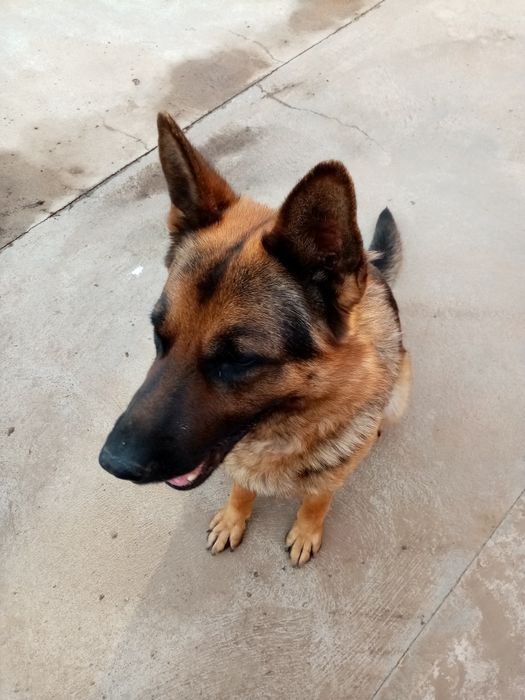 Немецкая овчарка