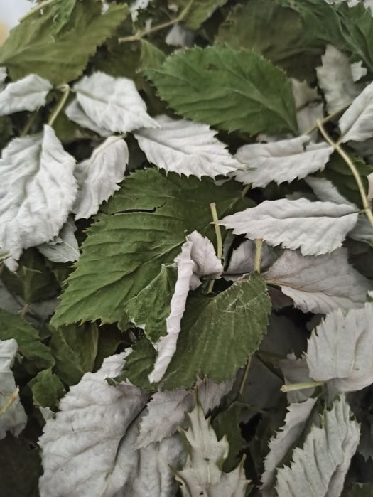 Листья малины сушеные и свежие