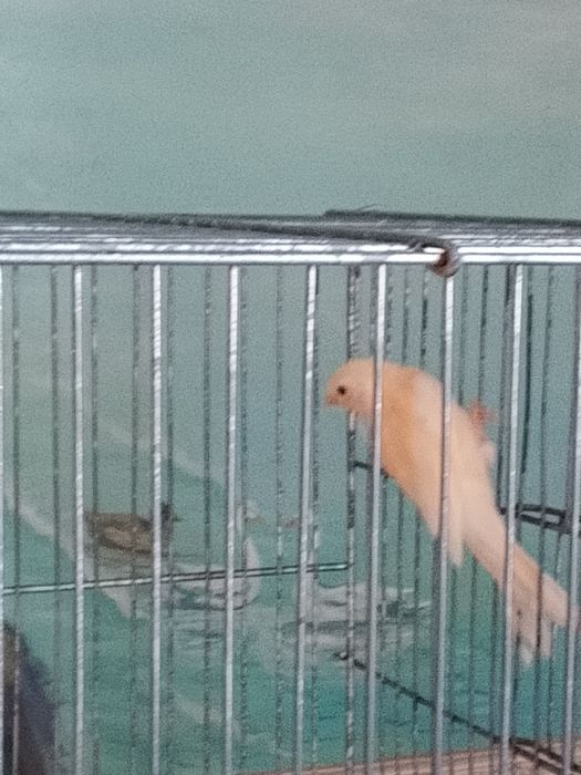 Продается канарейки