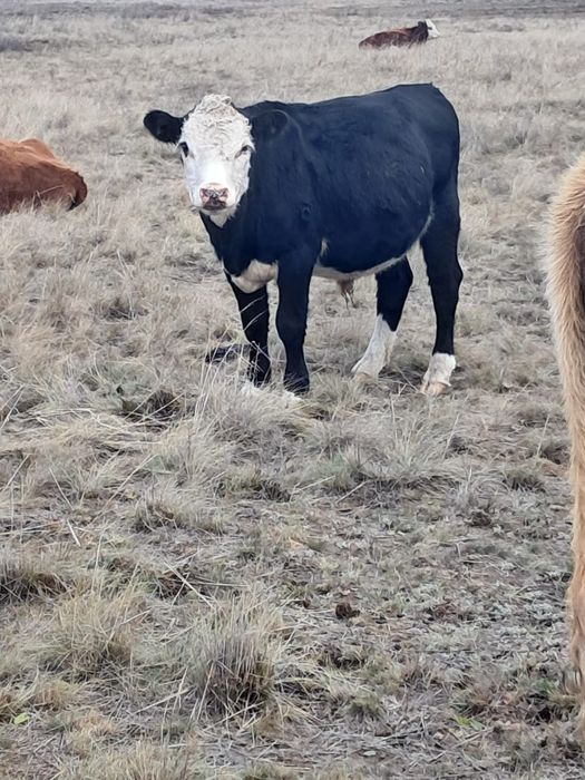 Бычки полтарашки