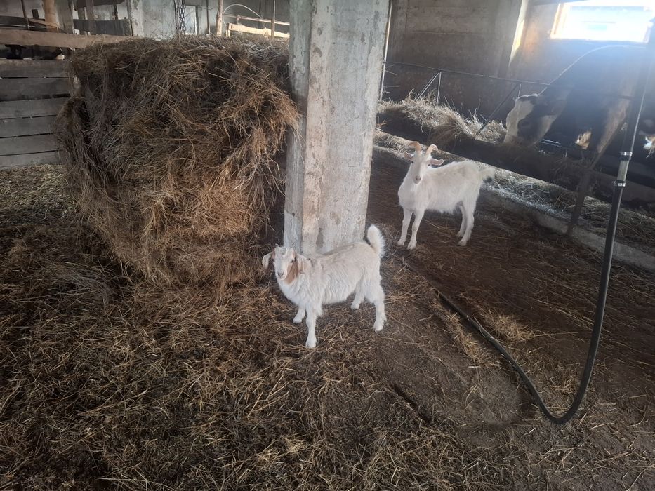 Продам 4 коз и 6 козлят