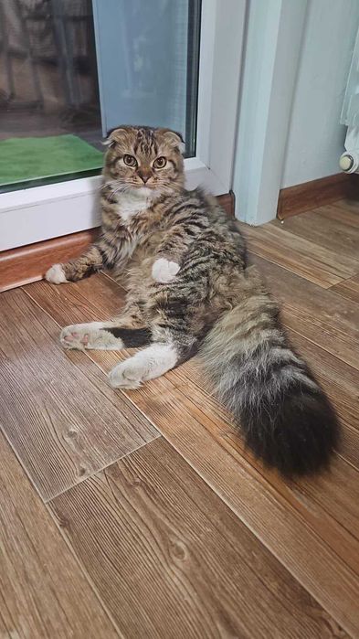 Найден кот (кошка). Ищем владельца!