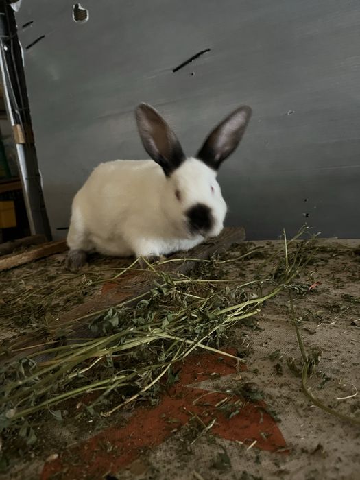 Vand iepuri californieni