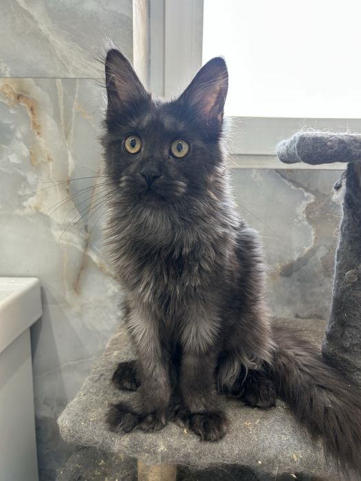 Котята мейн кун полидакты