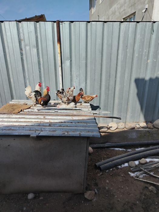 Куры петухи продаётся