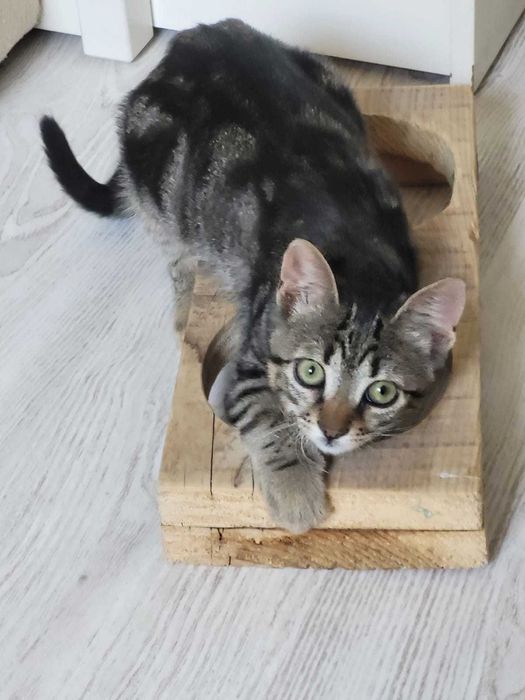 pisică Mix bengal charcoal - Adoptie