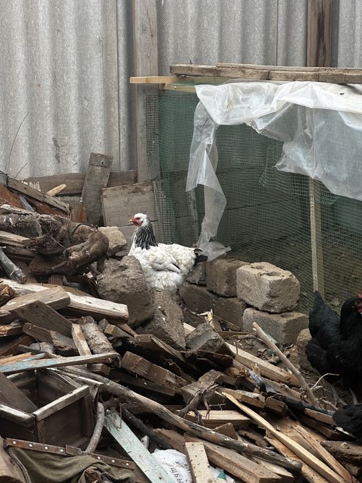 Bramalar sotiladi yoki obmen