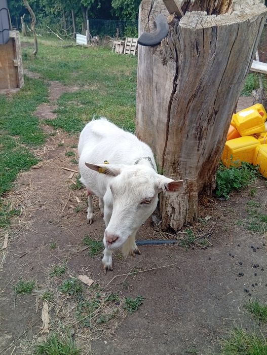 Продам племенную дойную козу.