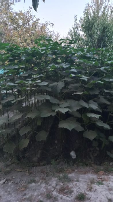 Павлония дарахт кучатлари сотувда