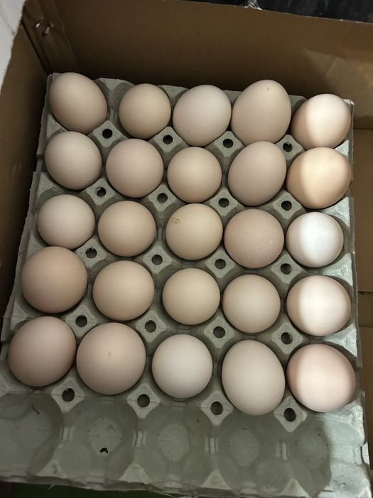 Oua de australorp negru pentru incubat