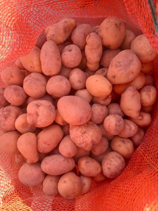 Продам картошку . Семенную