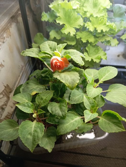 Продам бальзамин
