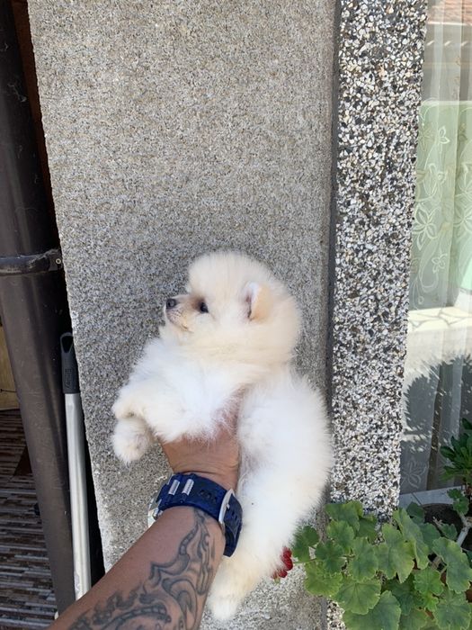 Померан Мини мини