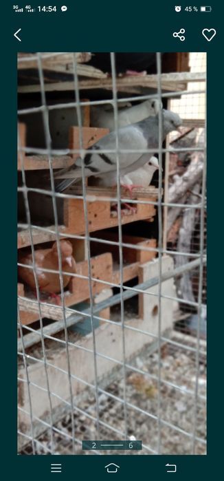 Каптарлар сотилади